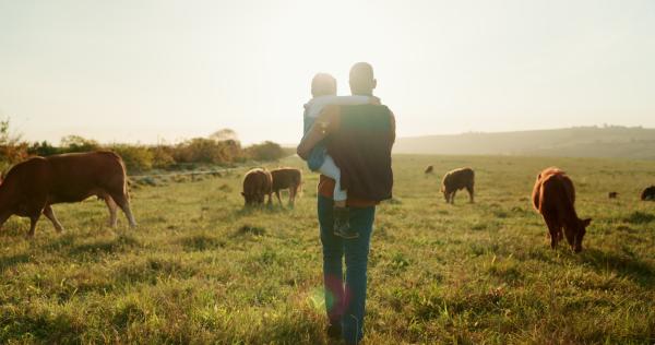 A farmer stands in a field of cattle, holding a small child and looking into the sunrise 