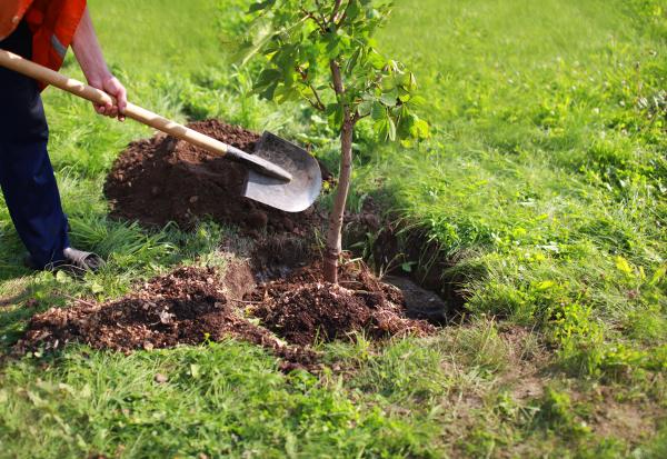 Trees being planted