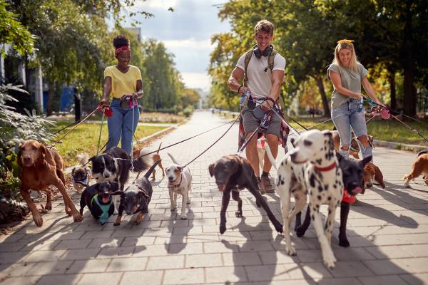 Three people walking several dogs on leads together